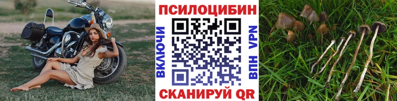 где можно купить наркотик  Смоленск  Псилоцибиновые грибы Psilocybine cubensis 